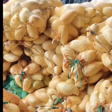 鹰嘴芒工厂货