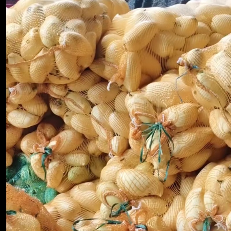 鹰嘴芒工厂货