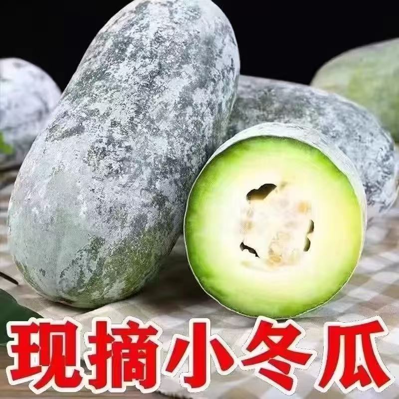 现摘小冬瓜