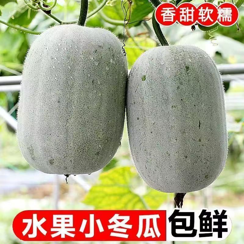 现摘小冬瓜