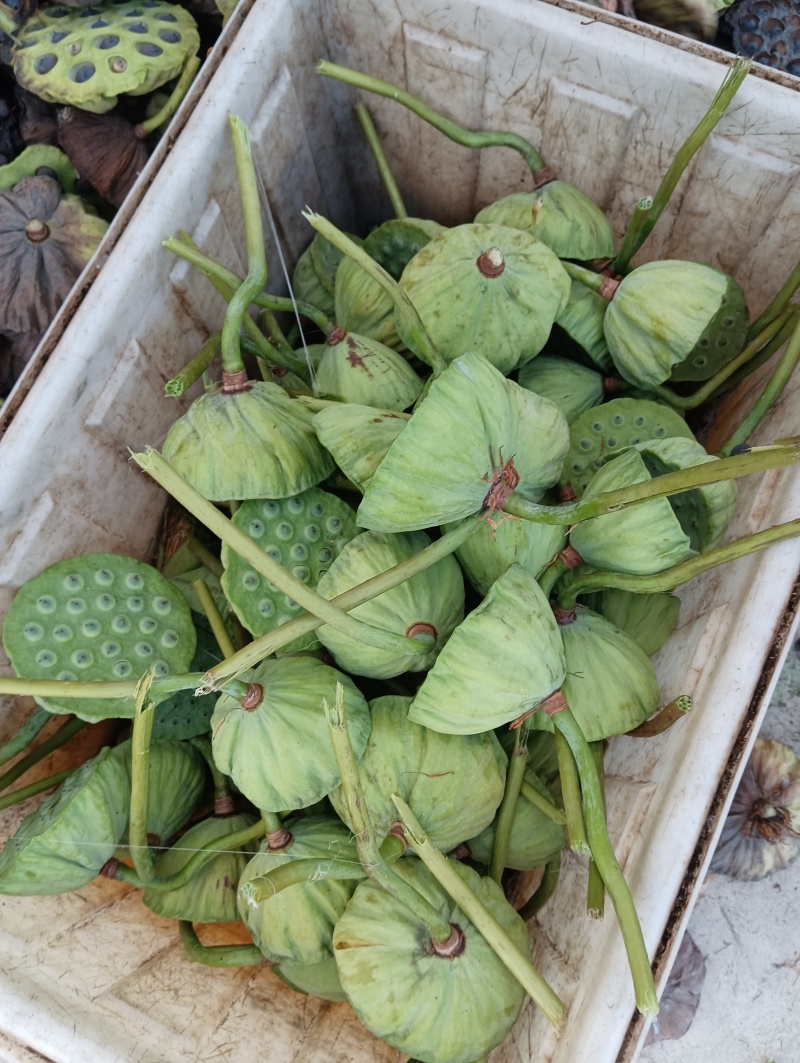 莲蓬莲子新鲜大别山湖北蕲春黄冈