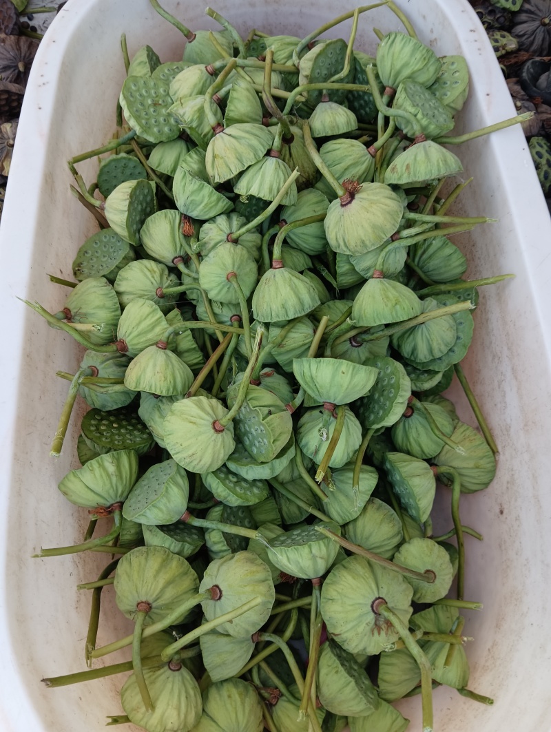 莲蓬莲子新鲜大别山湖北蕲春黄冈