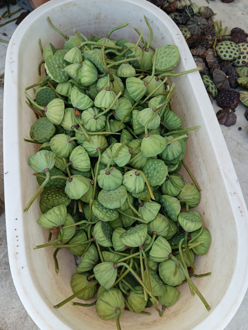 莲蓬莲子新鲜大别山湖北蕲春黄冈