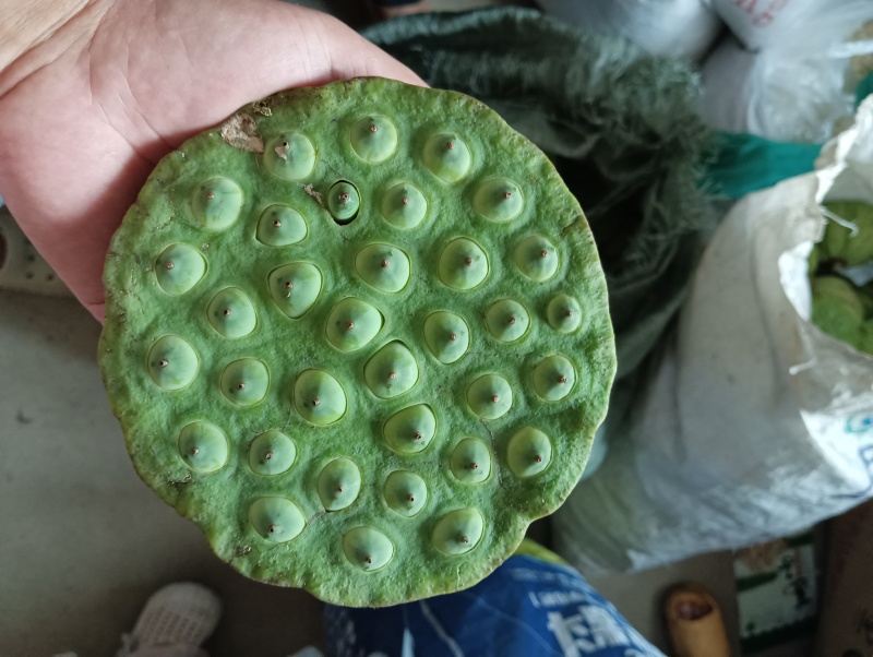 莲蓬莲子新鲜大别山湖北蕲春黄冈