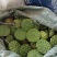 莲蓬莲子新鲜大别山湖北蕲春黄冈