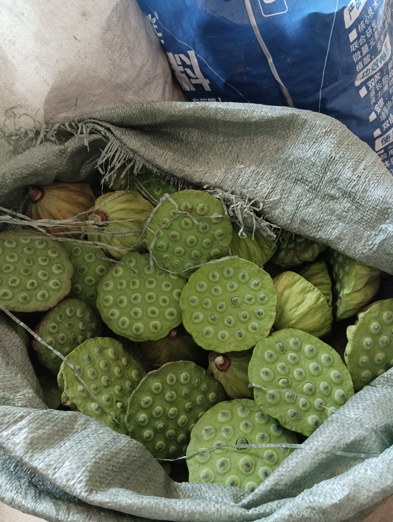莲蓬莲子新鲜大别山湖北蕲春黄冈