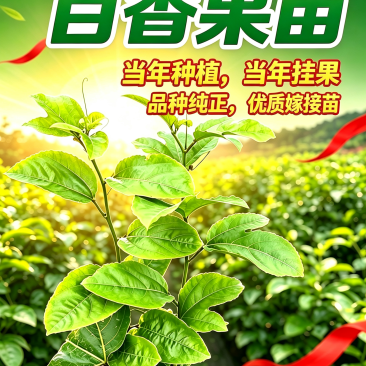 桂蜜5号百香果苗
