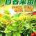 桂蜜5号百香果苗