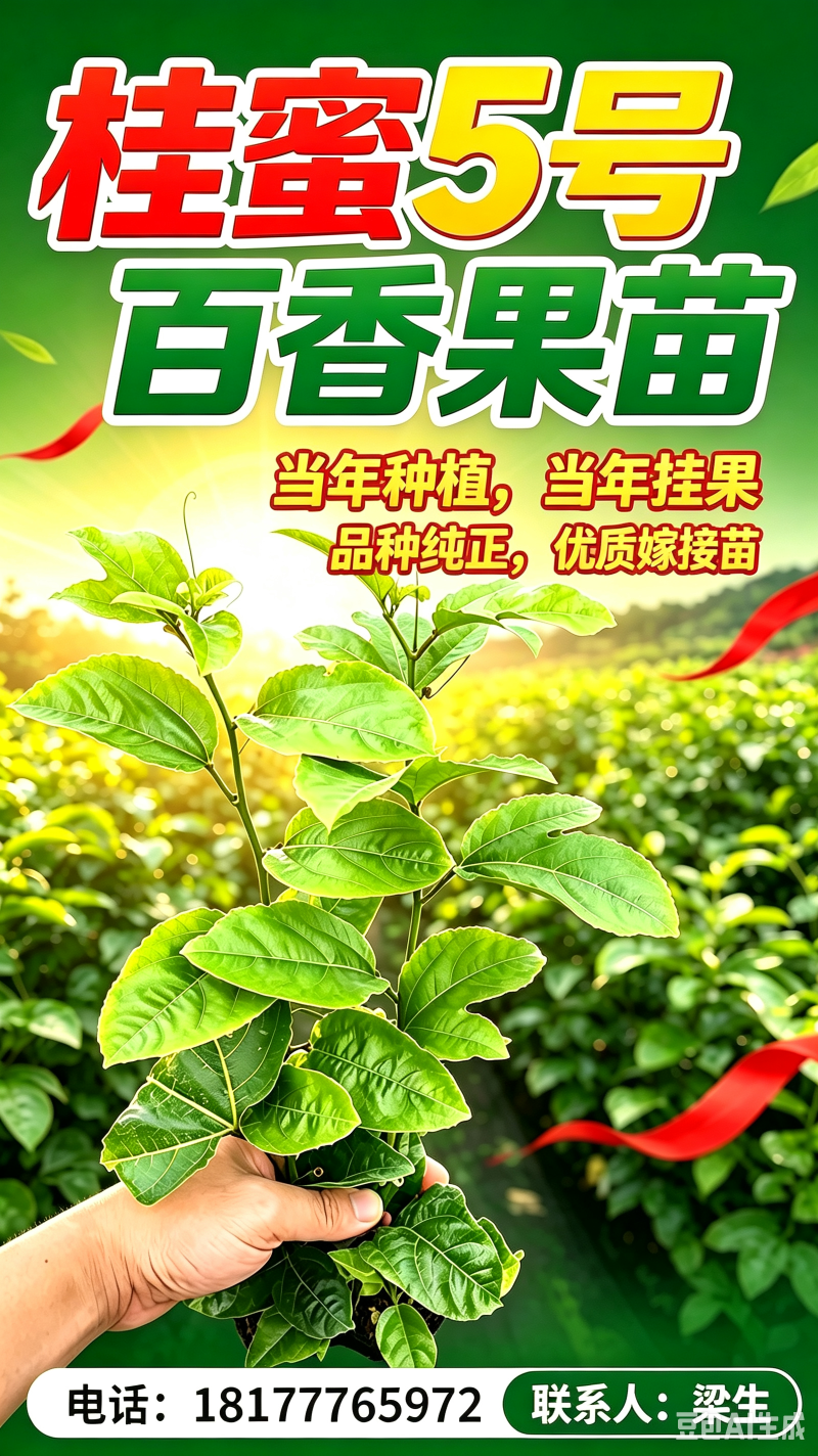 桂蜜5号百香果苗