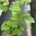 桂蜜5号百香果苗