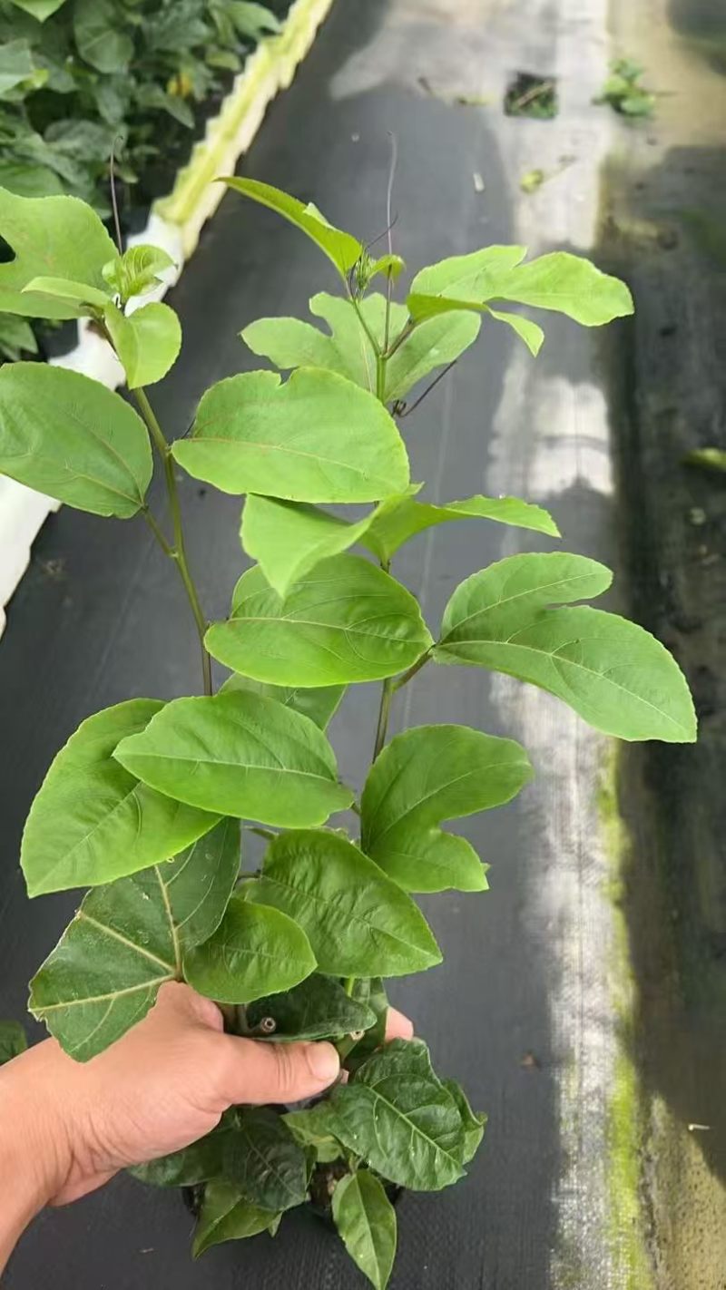 桂蜜5号百香果苗