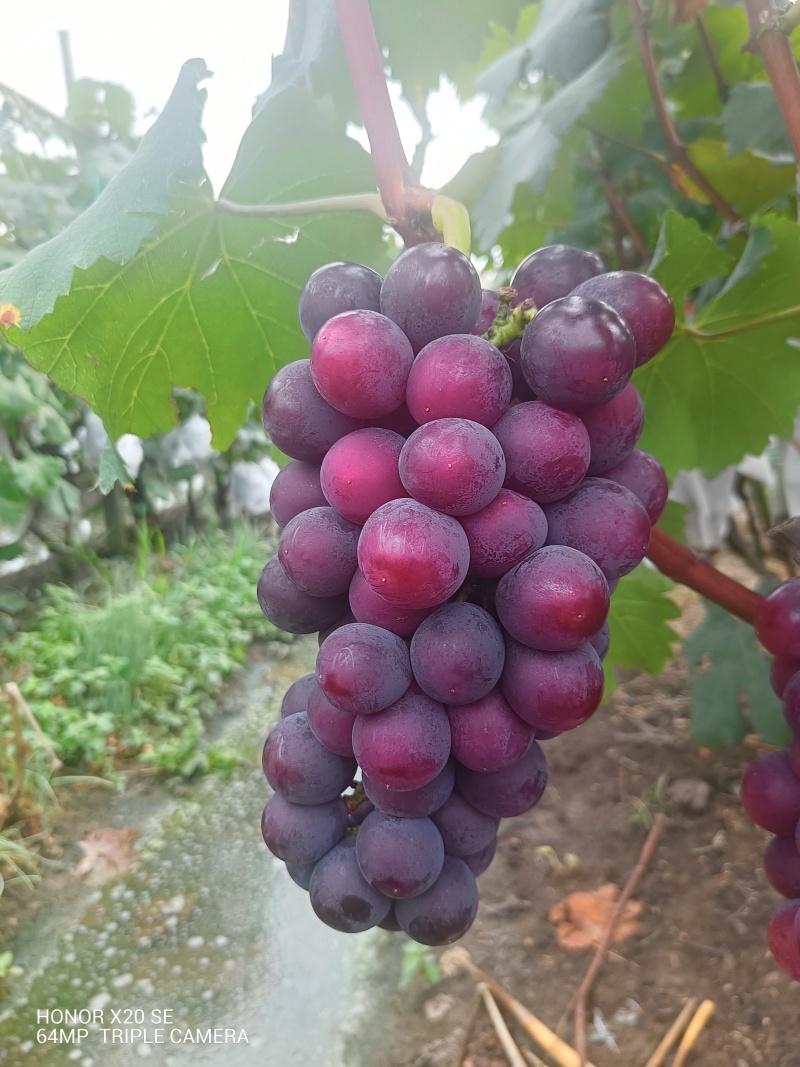 巨峰无籽葡萄