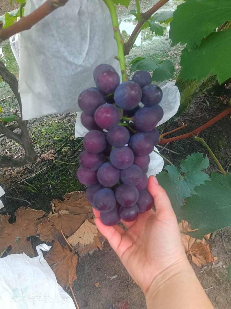 巨峰无籽葡萄