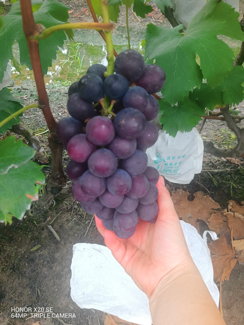 巨峰无籽葡萄