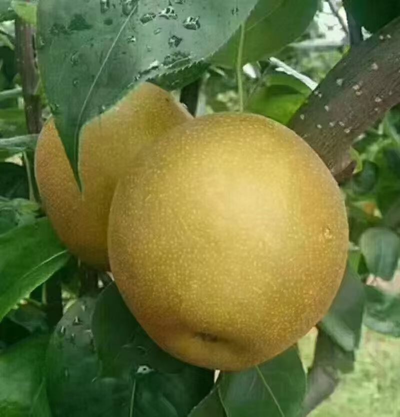 建宁黄花梨