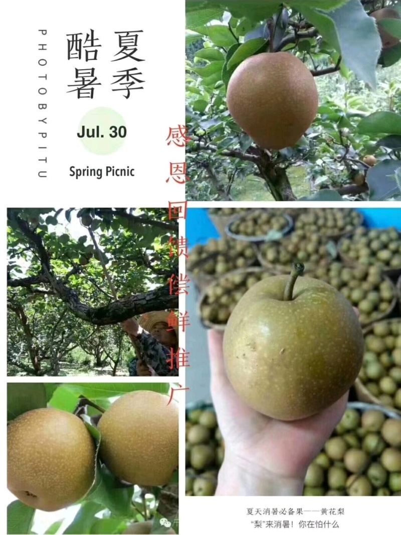 建宁黄花梨
