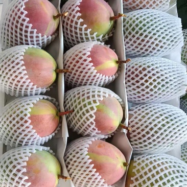 攀枝花凯特芒果产地代办代发，商超供应，奶茶果饮