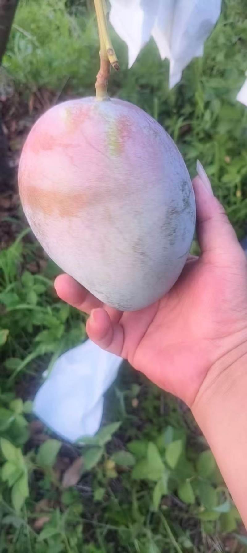 攀枝花凯特芒果产地代办代发，商超供应，奶茶果饮