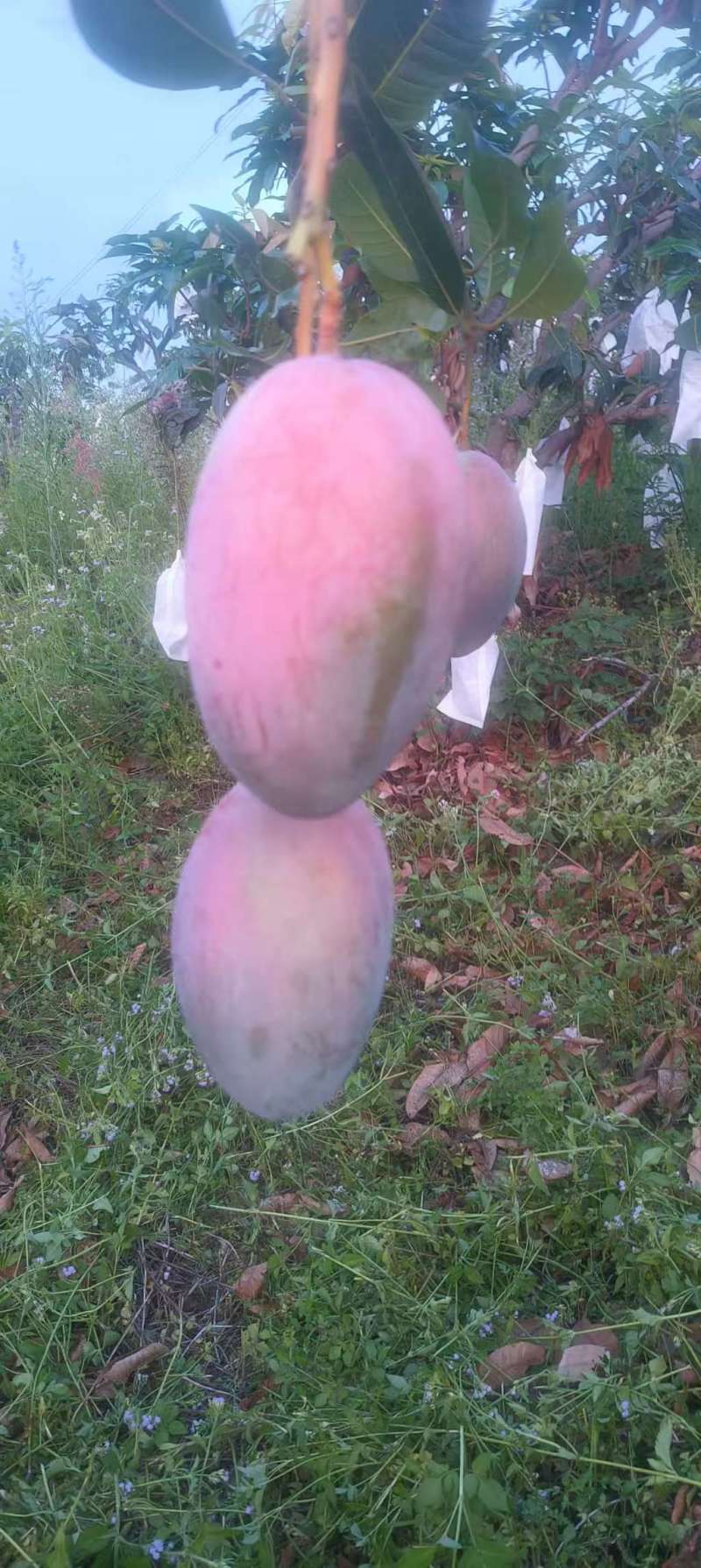 攀枝花凯特芒果产地代办代发，商超供应，奶茶果饮