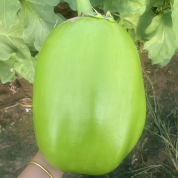 河南内黄青茄子
