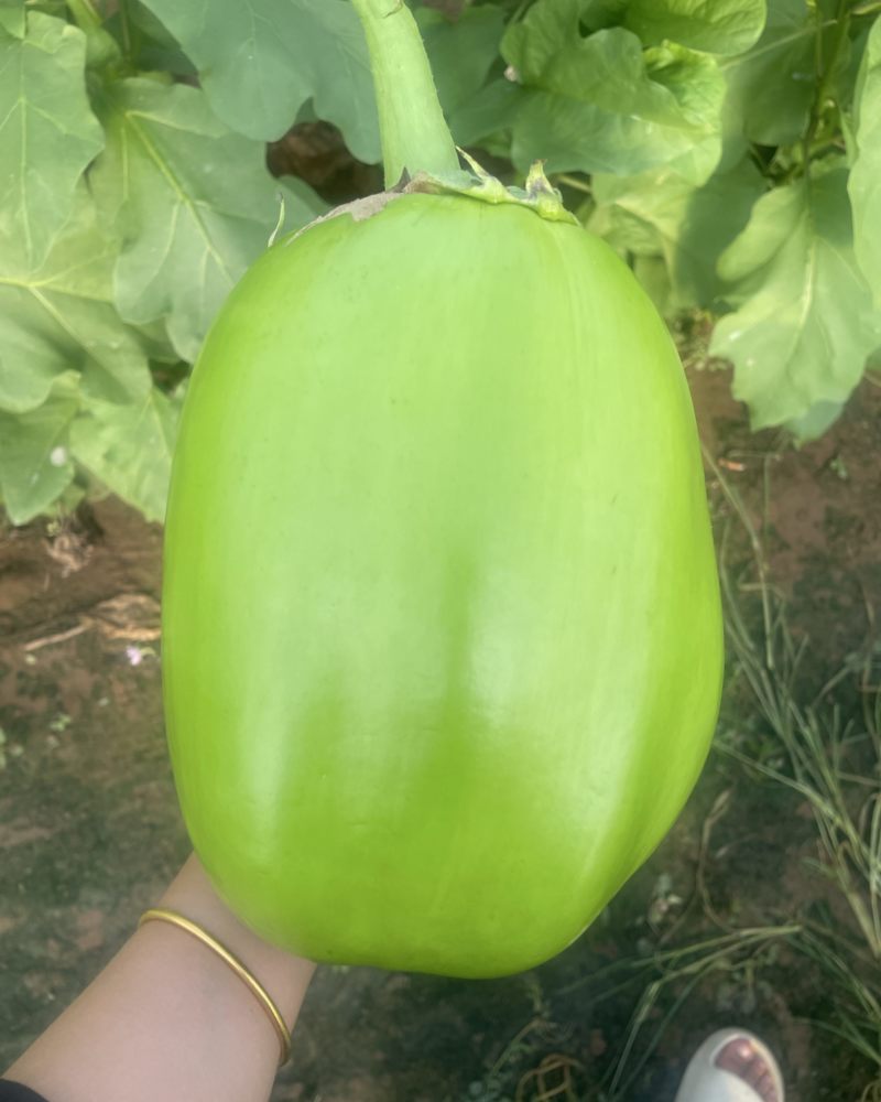 河南内黄青茄子