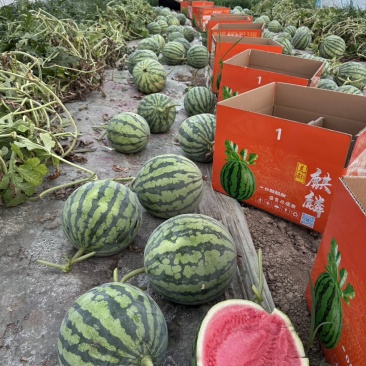 麒麟西瓜品质保证诚信经营欢迎联系接商超市场电商