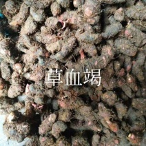 草血竭鲜货