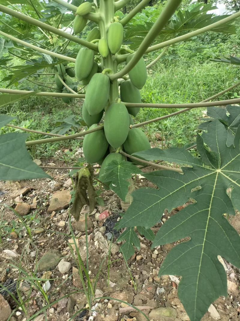 红心木瓜！生木瓜！无子木瓜