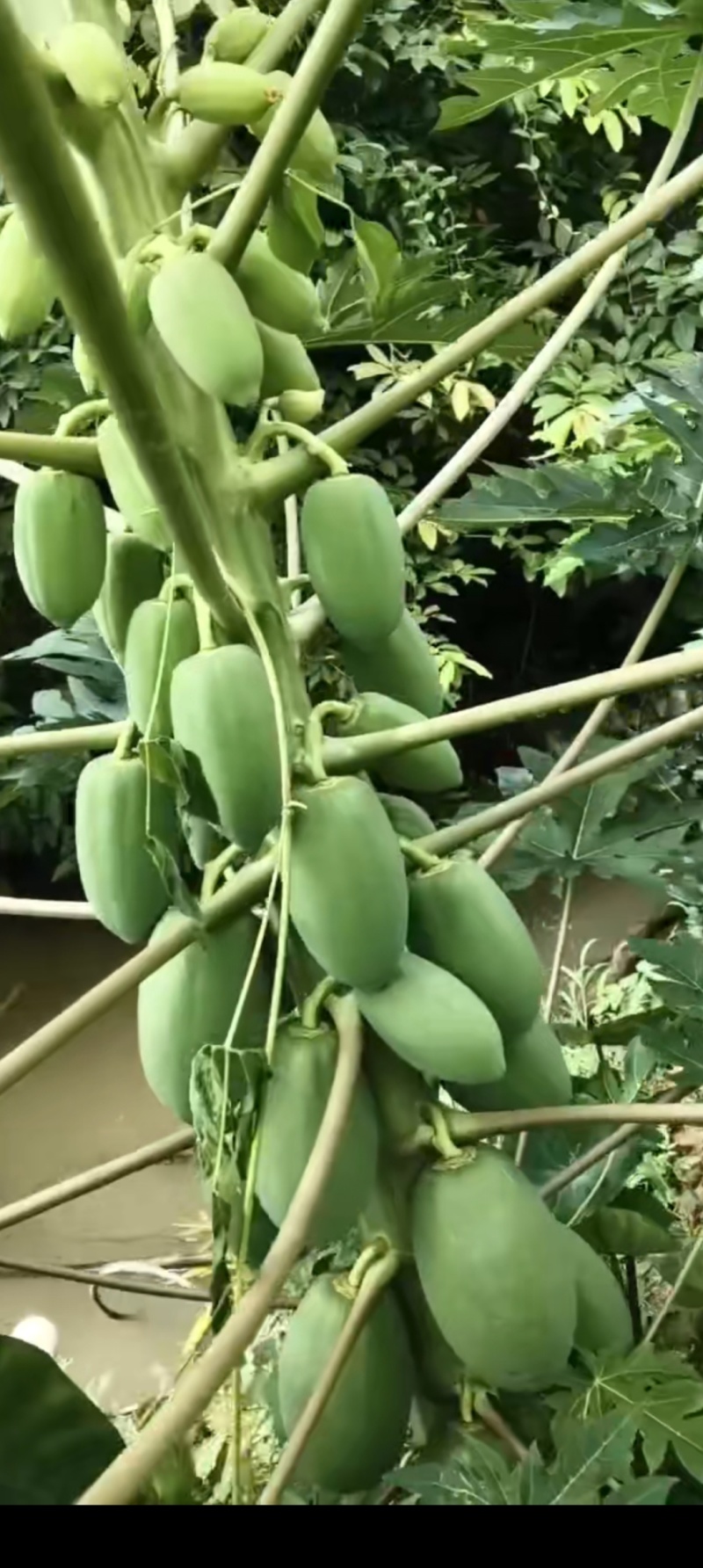 红心木瓜！生木瓜！无子木瓜