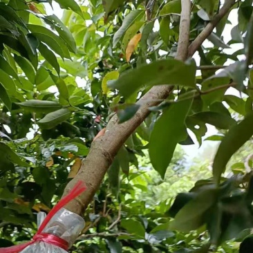 3公分以上高压苗，第二年挂果