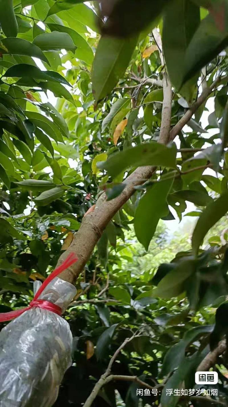 3公分以上高压苗，第二年挂果