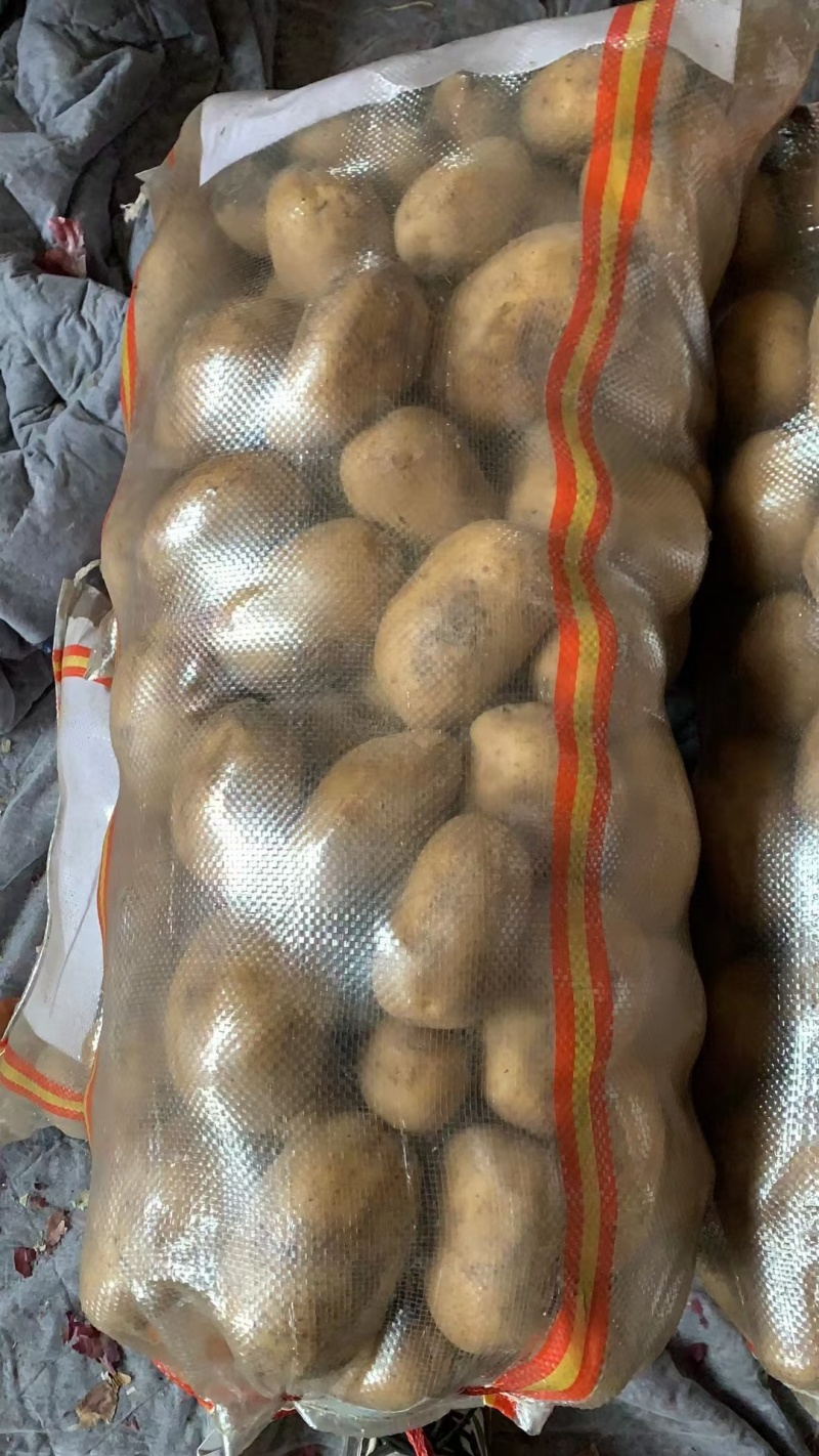 基地种植黄皮黄心土豆，可供全国各地采购