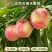 古田水蜜桃，现摘现发，树上自然熟