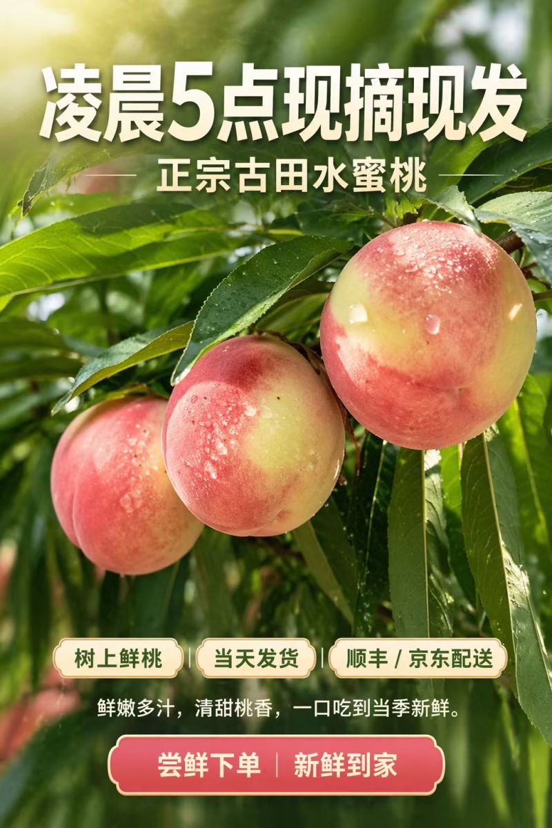 古田水蜜桃，现摘现发，树上自然熟