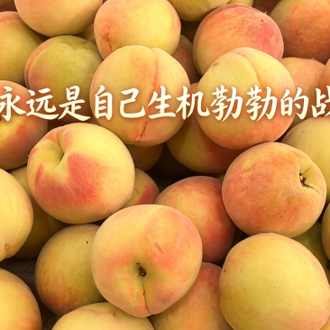古田水蜜桃，现摘现发，树上自然熟