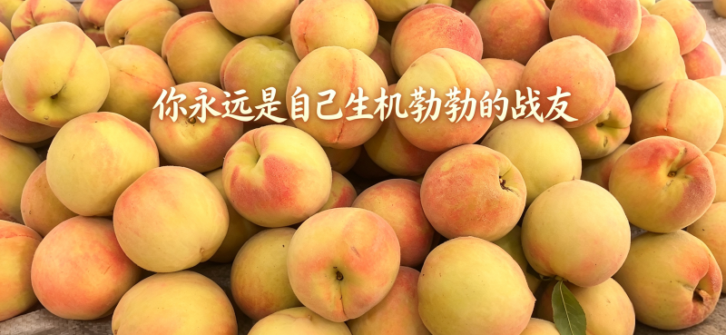 古田水蜜桃，现摘现发，树上自然熟
