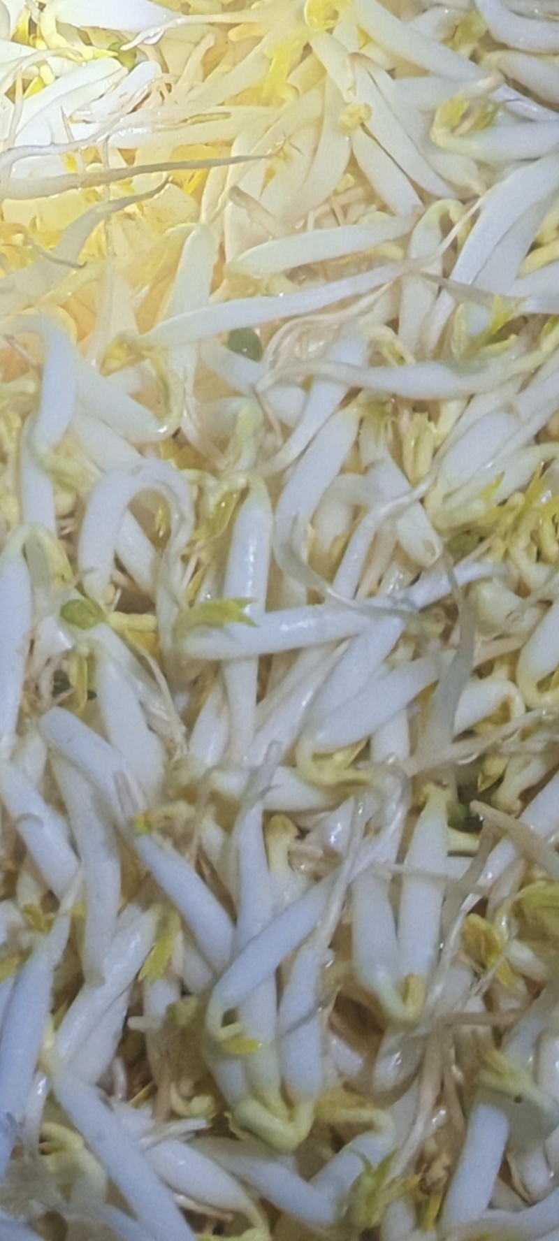 豆芽专卖