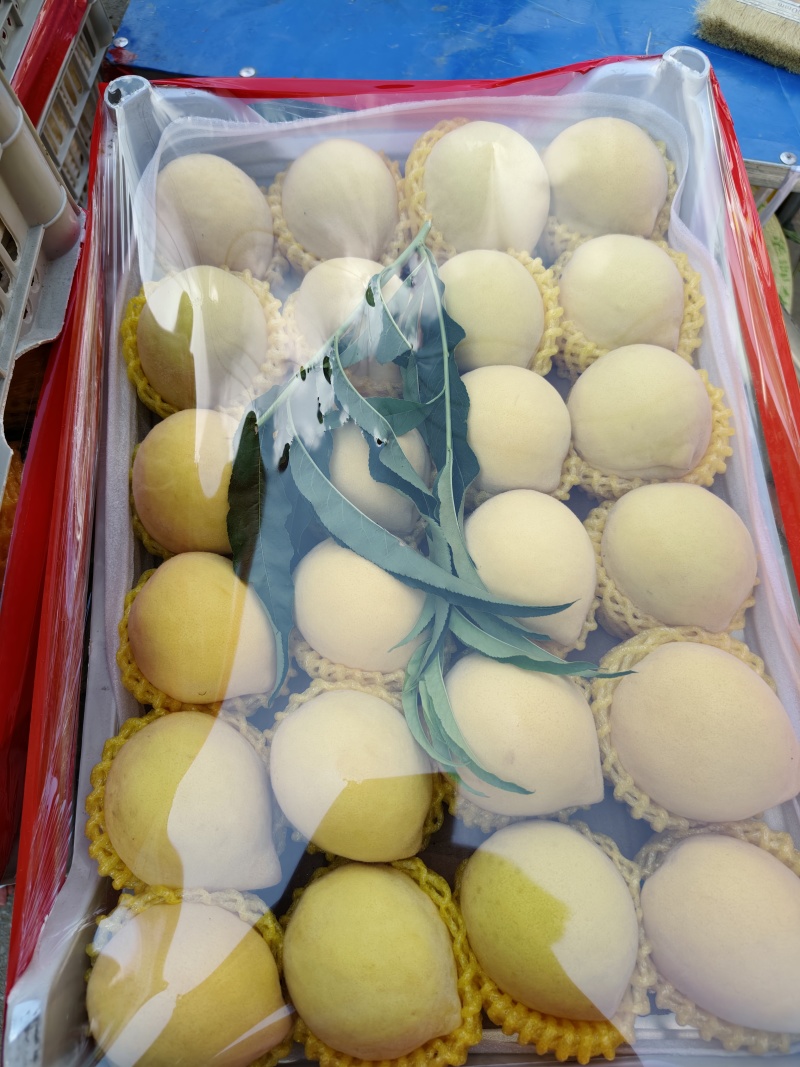 精品锦绣黄桃果肉饱满甜度适中先到先得等
