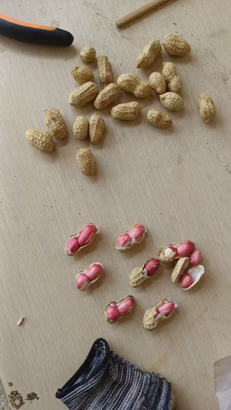 精品两粒红