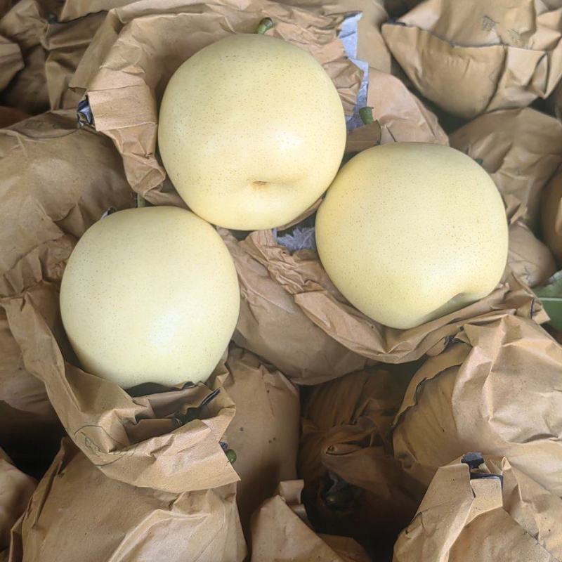 精品黄冠梨，园黄梨，黄金梨大量现货供应