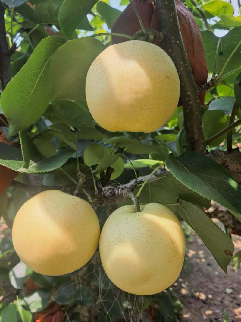 精品黄冠梨，园黄梨，黄金梨大量现货供应