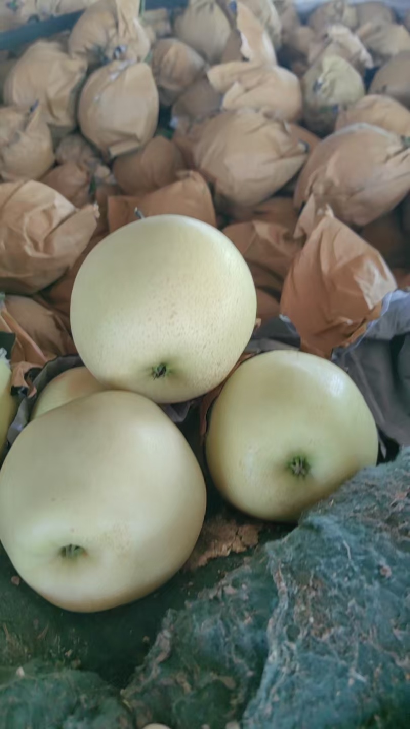 精品黄冠梨，园黄梨，黄金梨大量现货供应