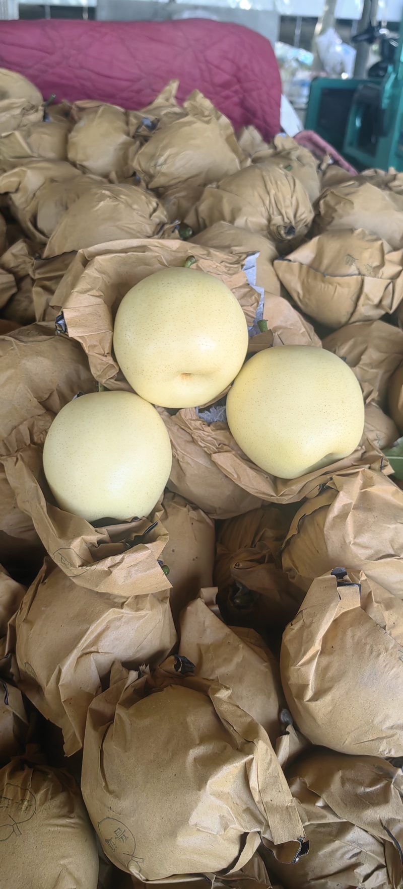 精品黄冠梨，园黄梨，黄金梨大量现货供应