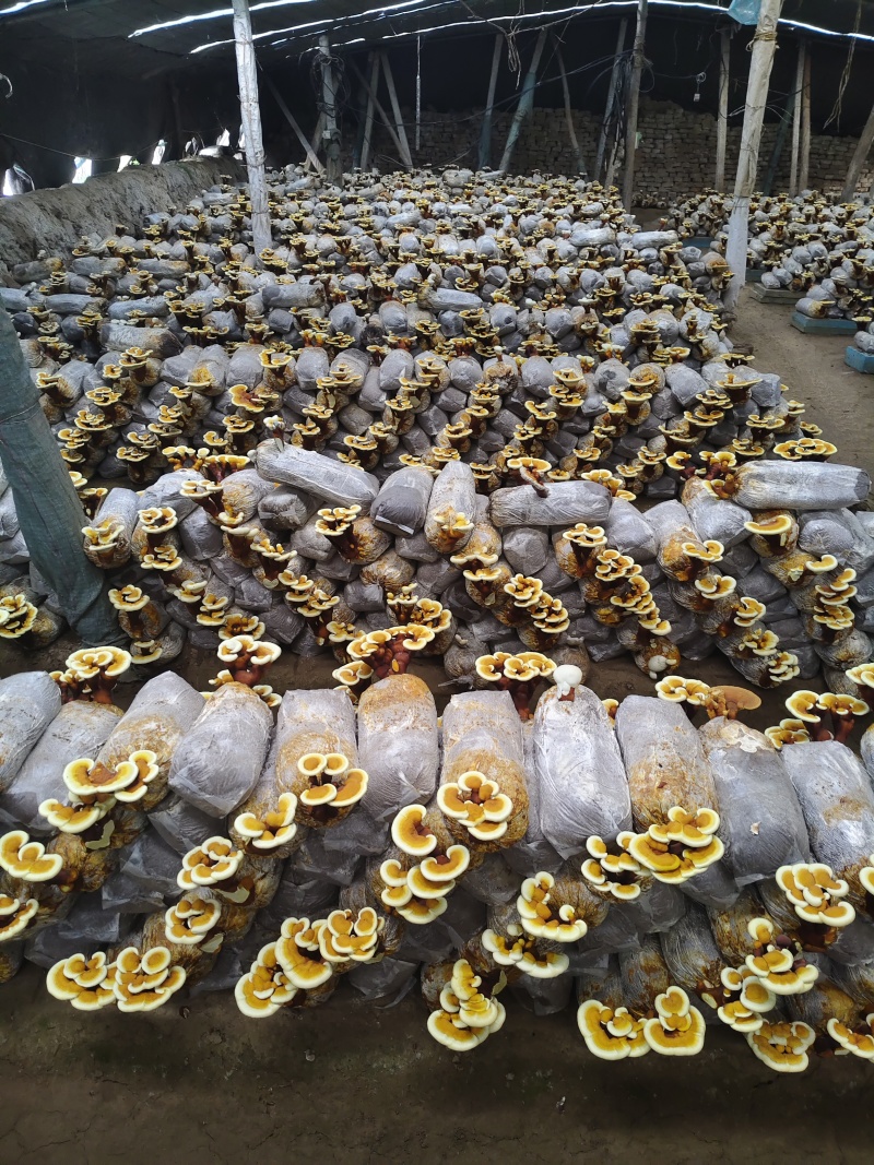 灵芝花盆景观赏花卉阳台花卉
