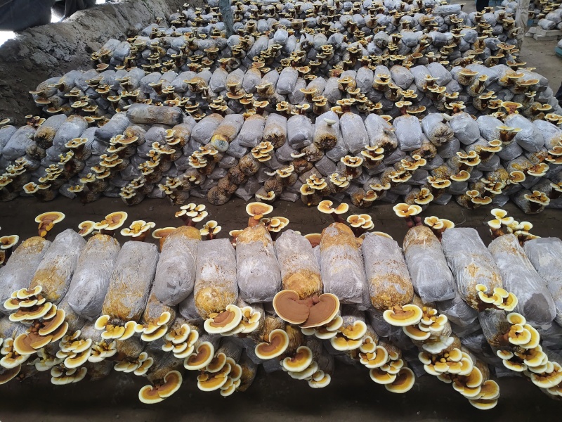 灵芝花盆景观赏花卉阳台花卉
