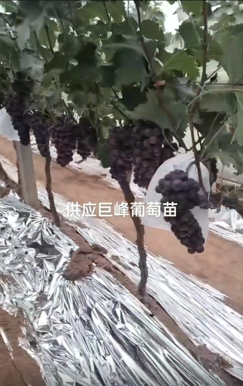 巨峰葡萄现大量上市，欢迎采购