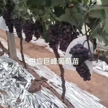 巨峰葡萄现大量上市，欢迎采购