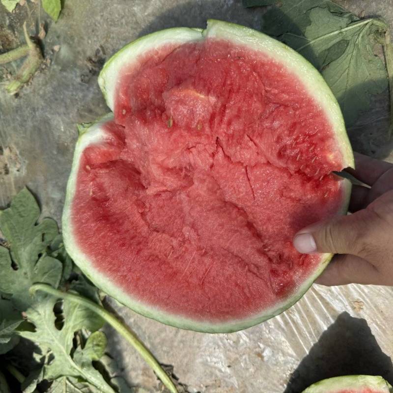 精品美都无籽西瓜，小薄皮大红瓤，口感酥脆