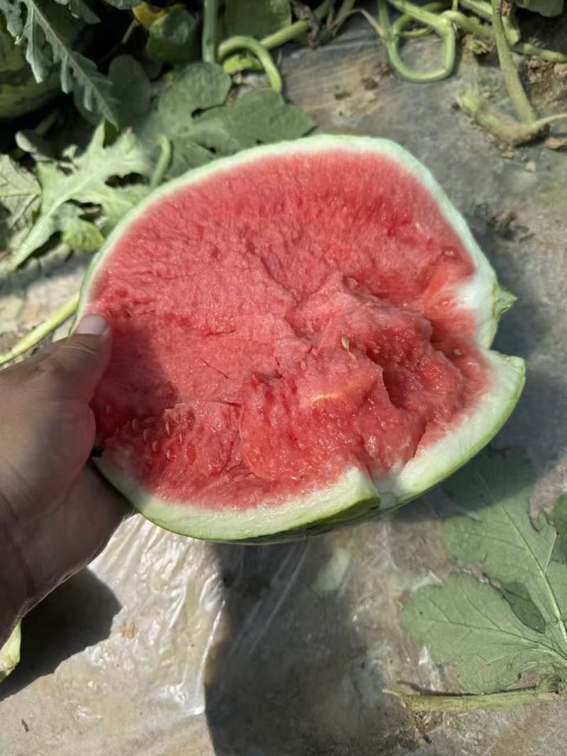 精品美都无籽西瓜，小薄皮大红瓤，口感酥脆
