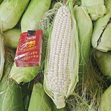 花超玉米
